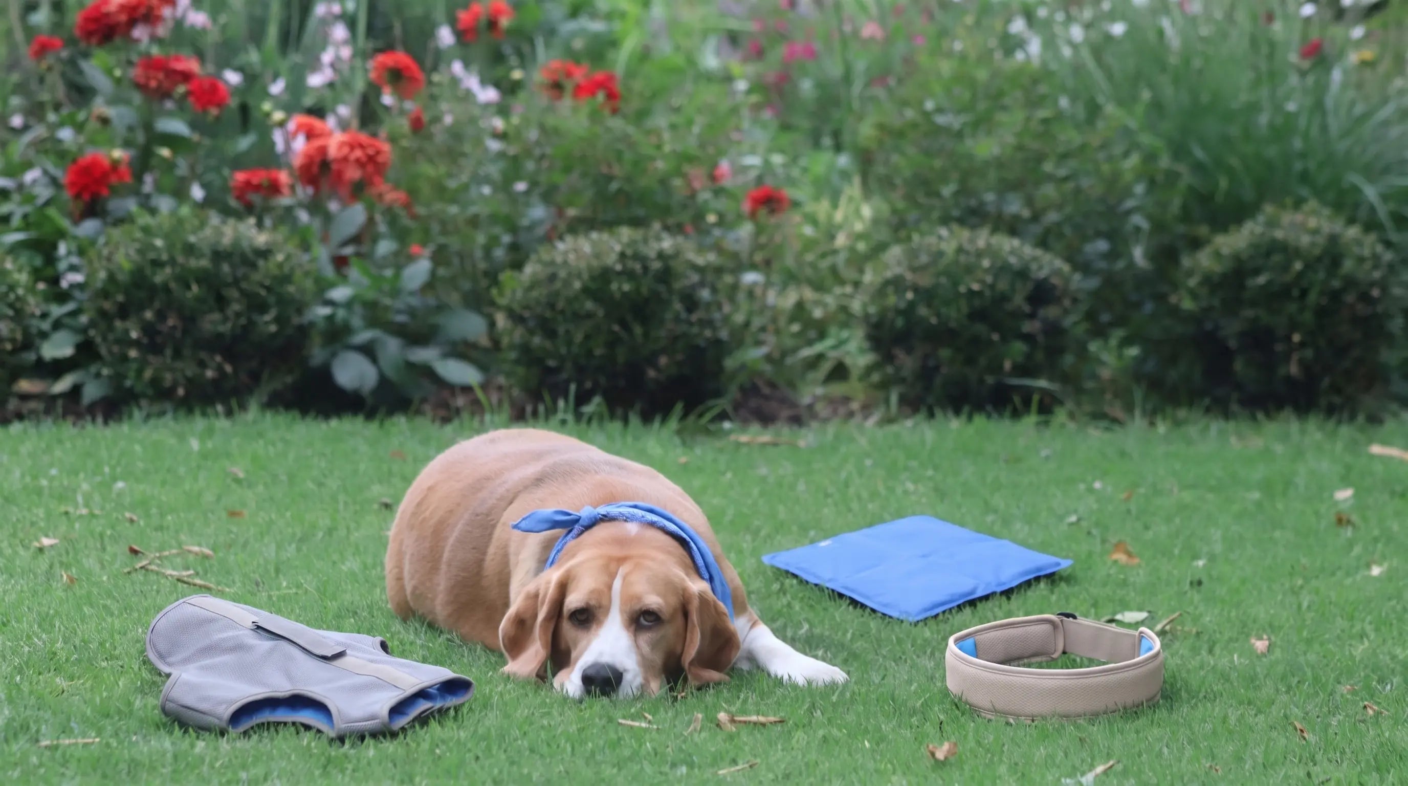 Gilet, tapis, collier ou bandana rafraîchissant : quel accessoire choisir pour son chien ? Image