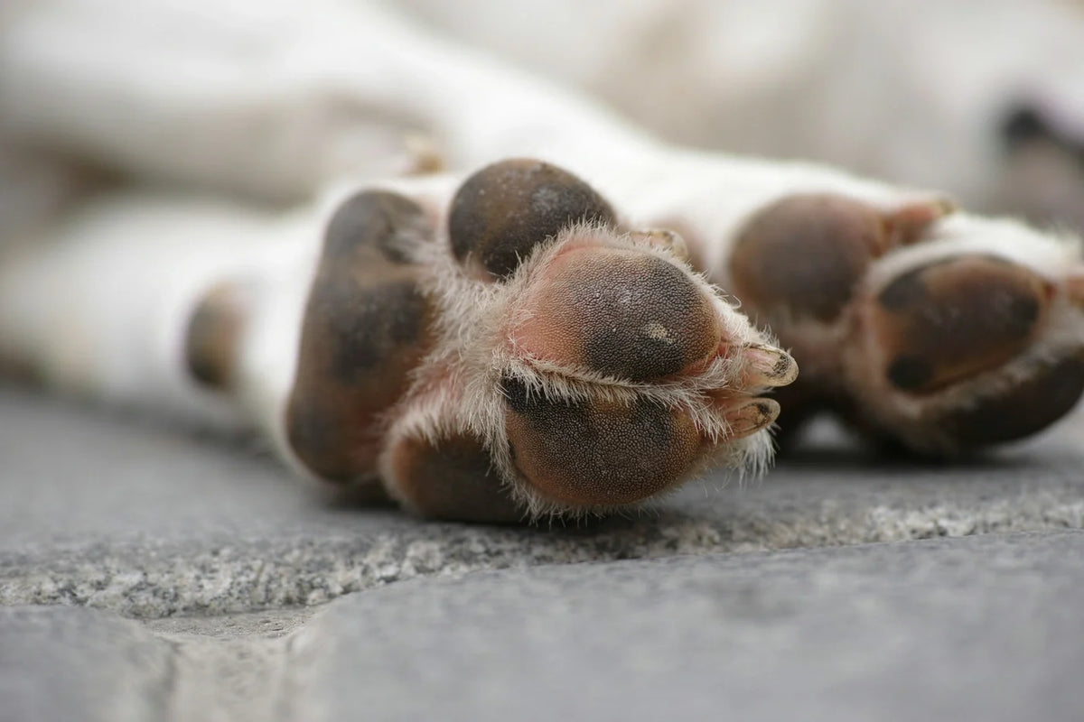 Comment choisir des chaussures pour chien ?