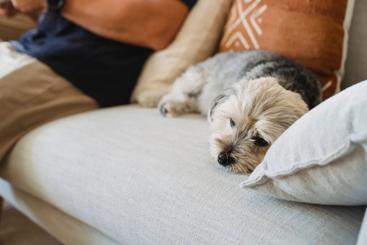 Comment savoir si mon chien est dépendant affectif ? Image