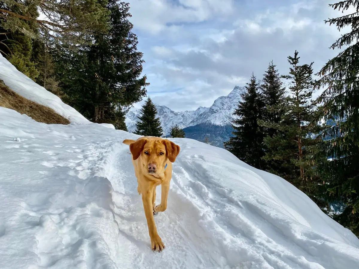 Un chien peut-il marcher dans la neige sans chaussures ? Image