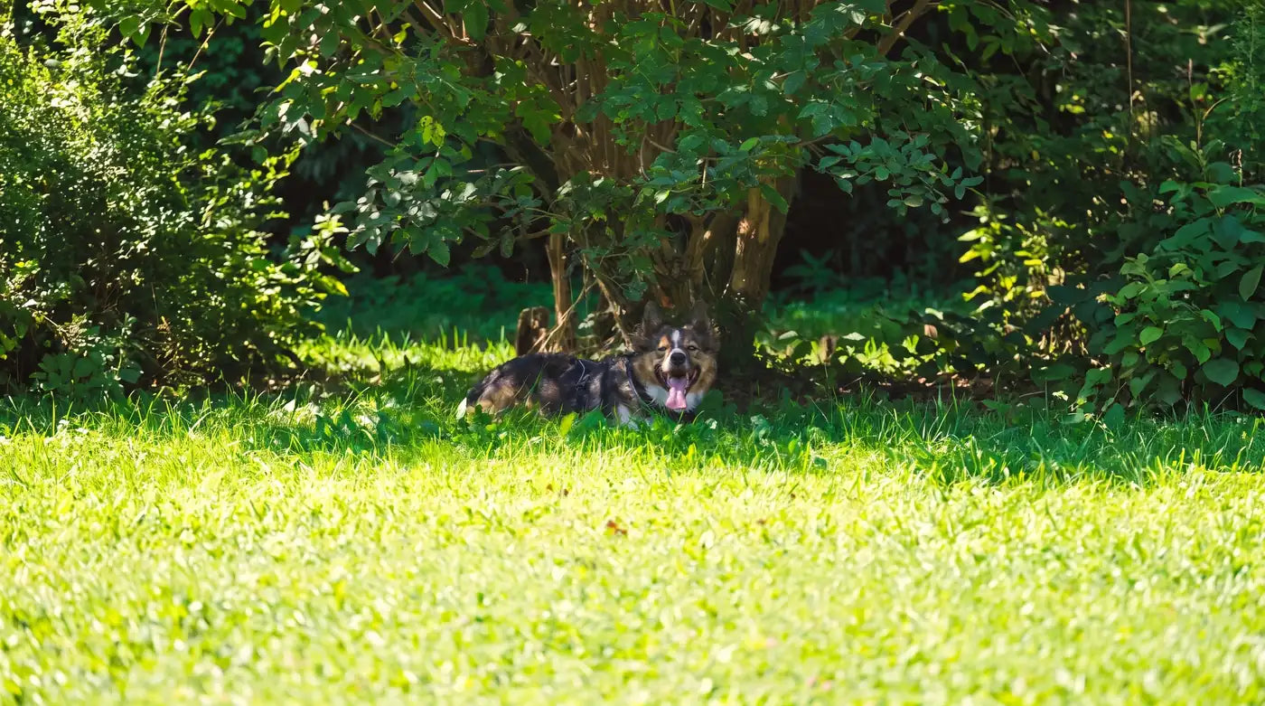 Comment rafraîchir un chien qui a trop chaud ? Les bons gestes et les erreurs à éviter Image