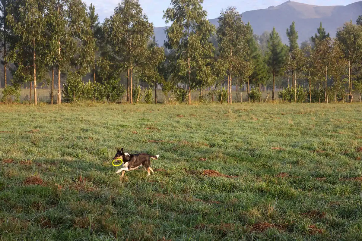 Chien en laisse : que dit vraiment la loi en France ? Image