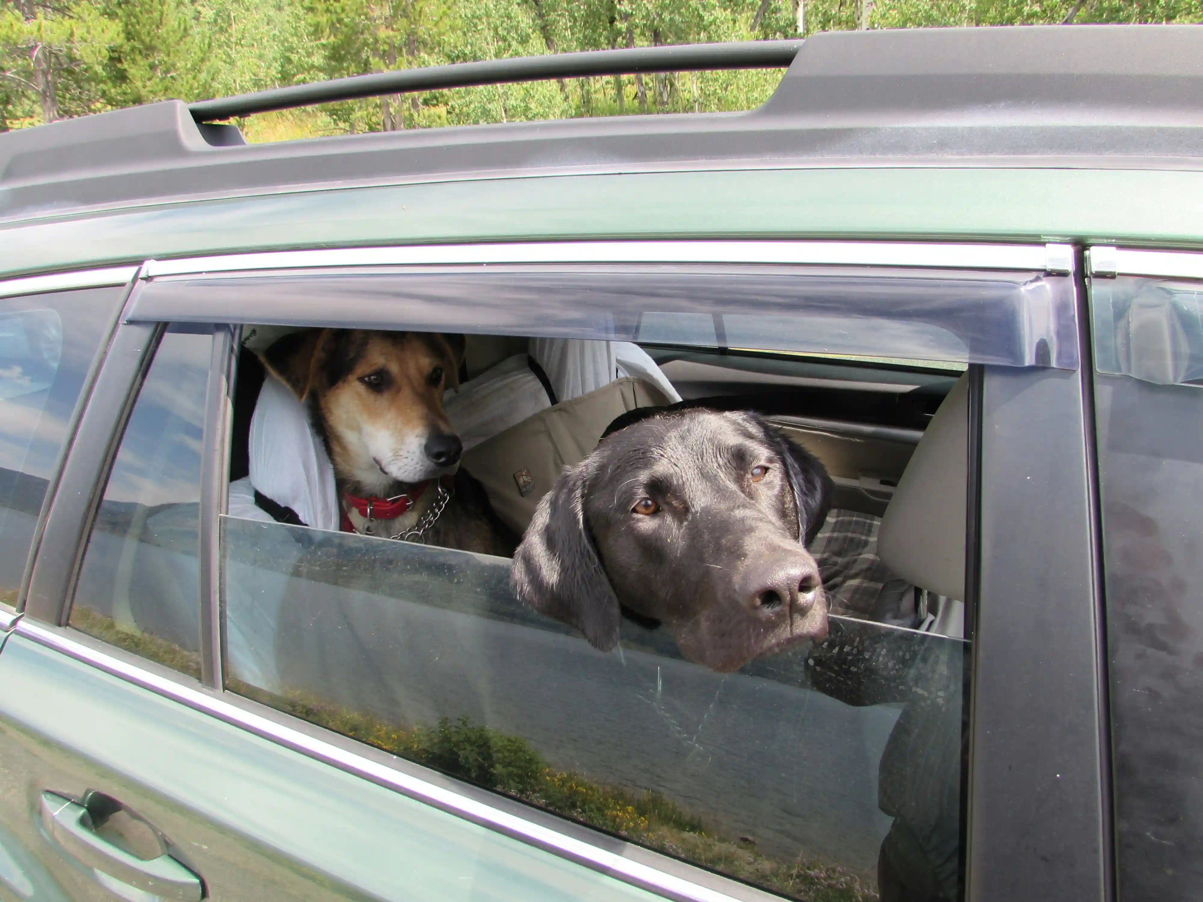 Chien anxieux en voiture : comment le calmer ? Image
