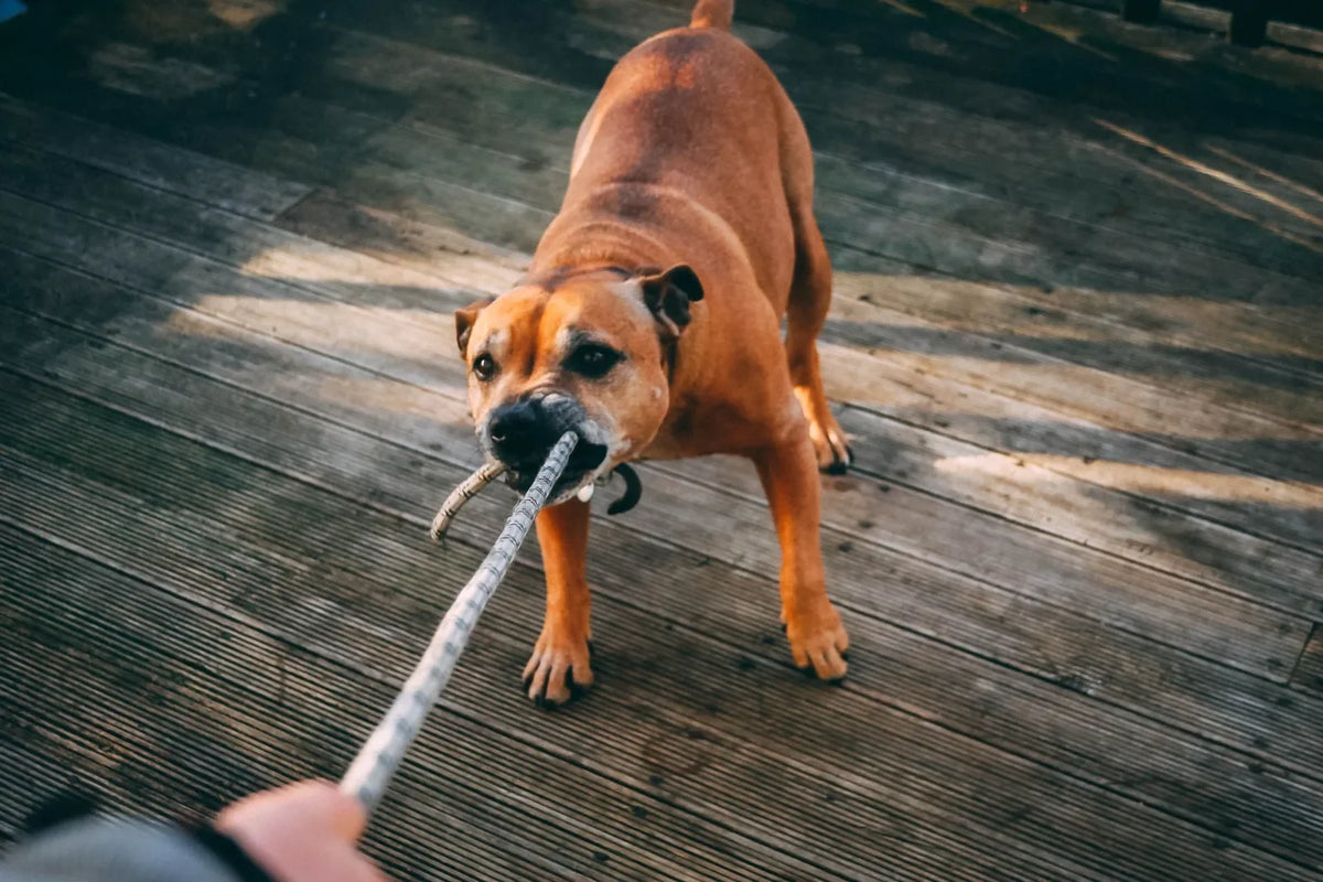 Quel est le meilleur dispositif pour empêcher un chien de tirer sur sa laisse ? Image