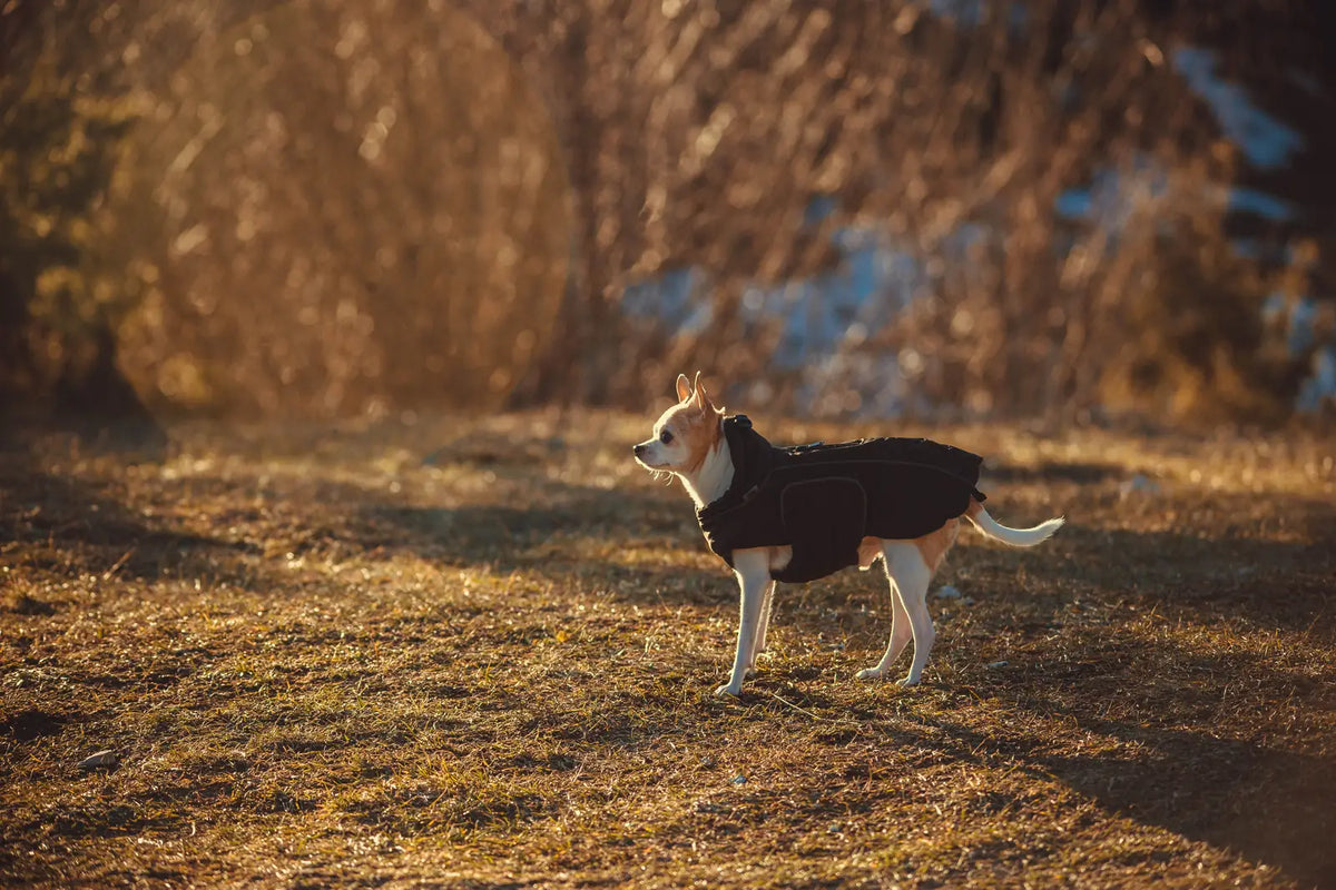 Faut-il mettre un manteau à son chien ? Image
