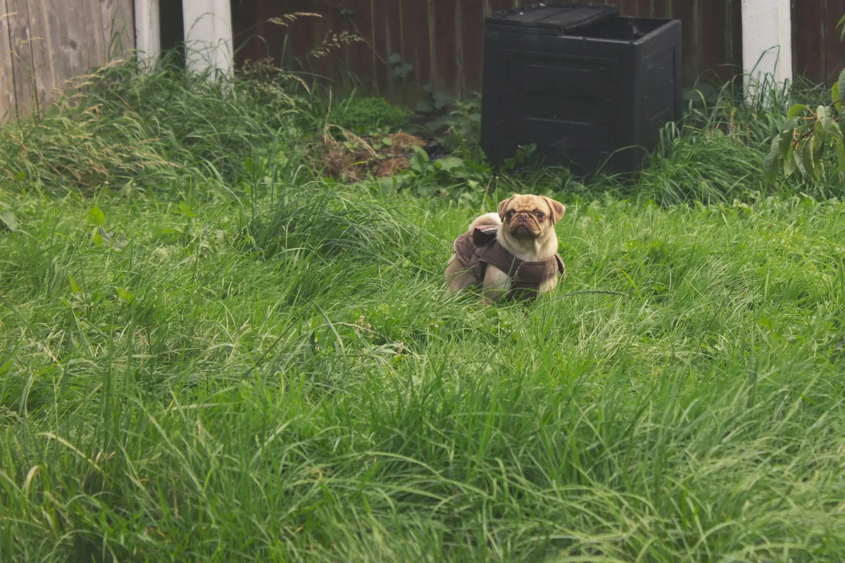 Quel harnais pour un chiot de 3 ou 4 mois ? Image