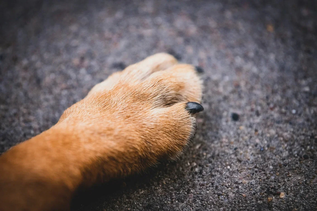 Que mettre sur un coussinet de chien blessé ? Image