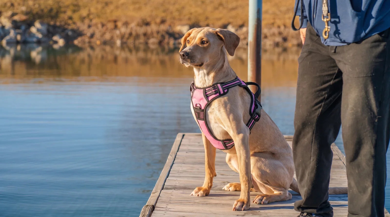 Un chien tire-t-il moins en grandissant ? Image