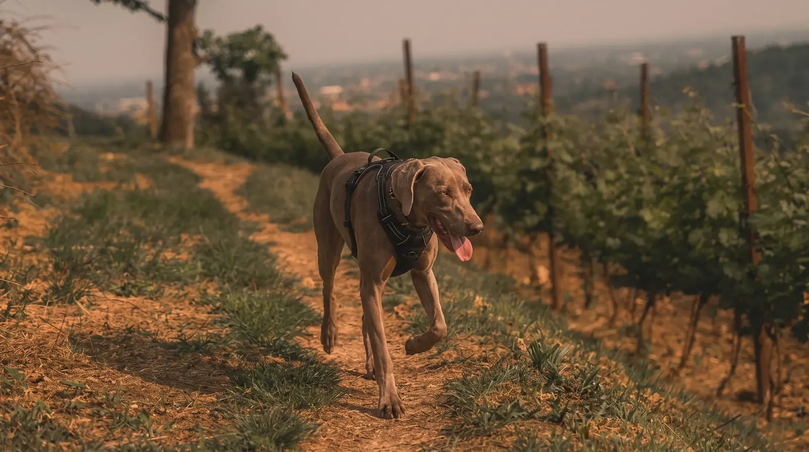 Harnais anti-traction chien : quels sont les dangers Image