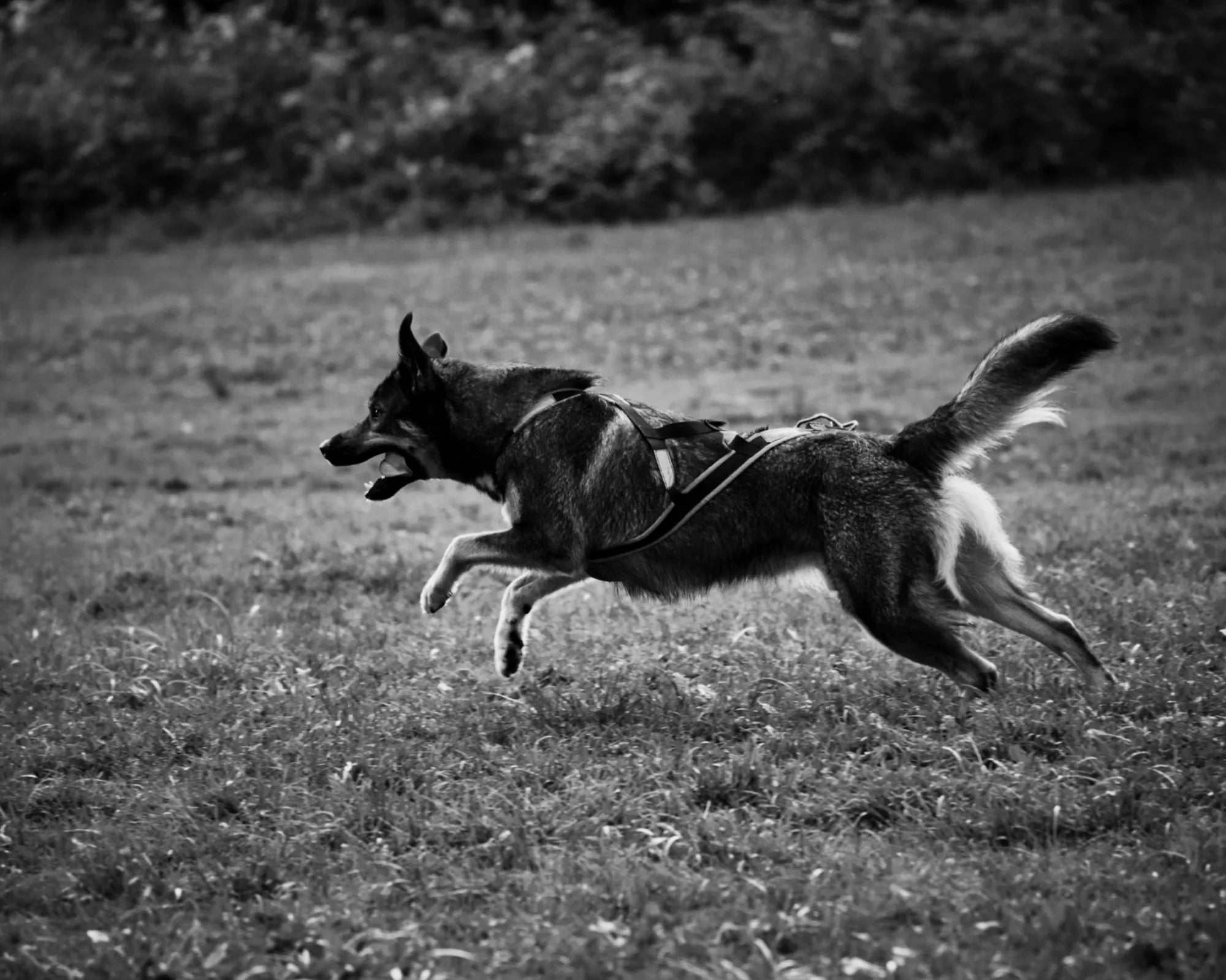 Canicross : quelles sont les règles à connaître avant de se lancer ?