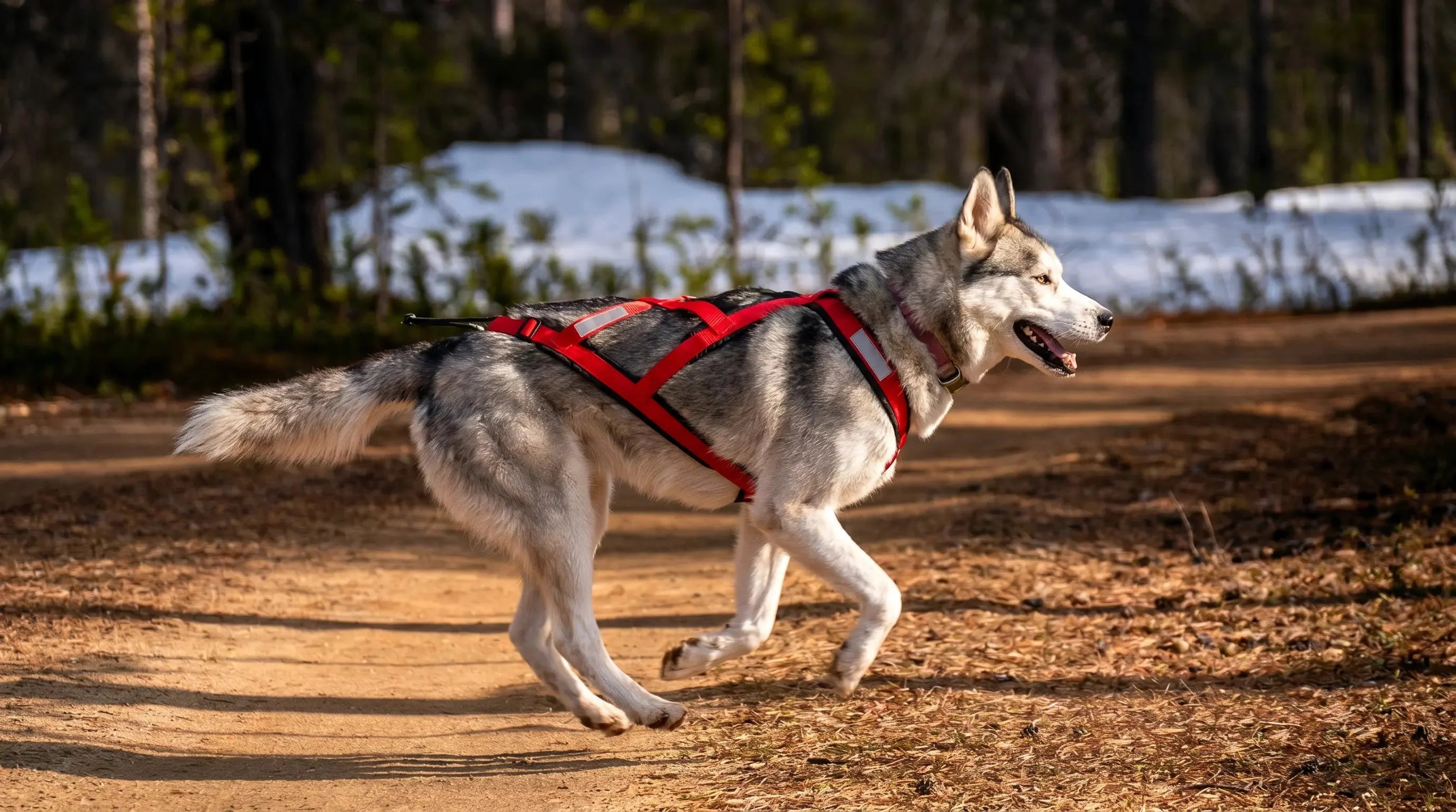 Harnais canicross : comment choisir pour courir avec son chien ? - KARN Image