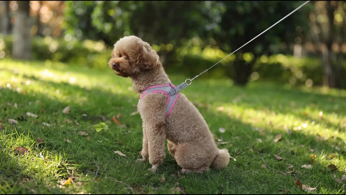 Quel harnais choisir pour un petit chien ? Image
