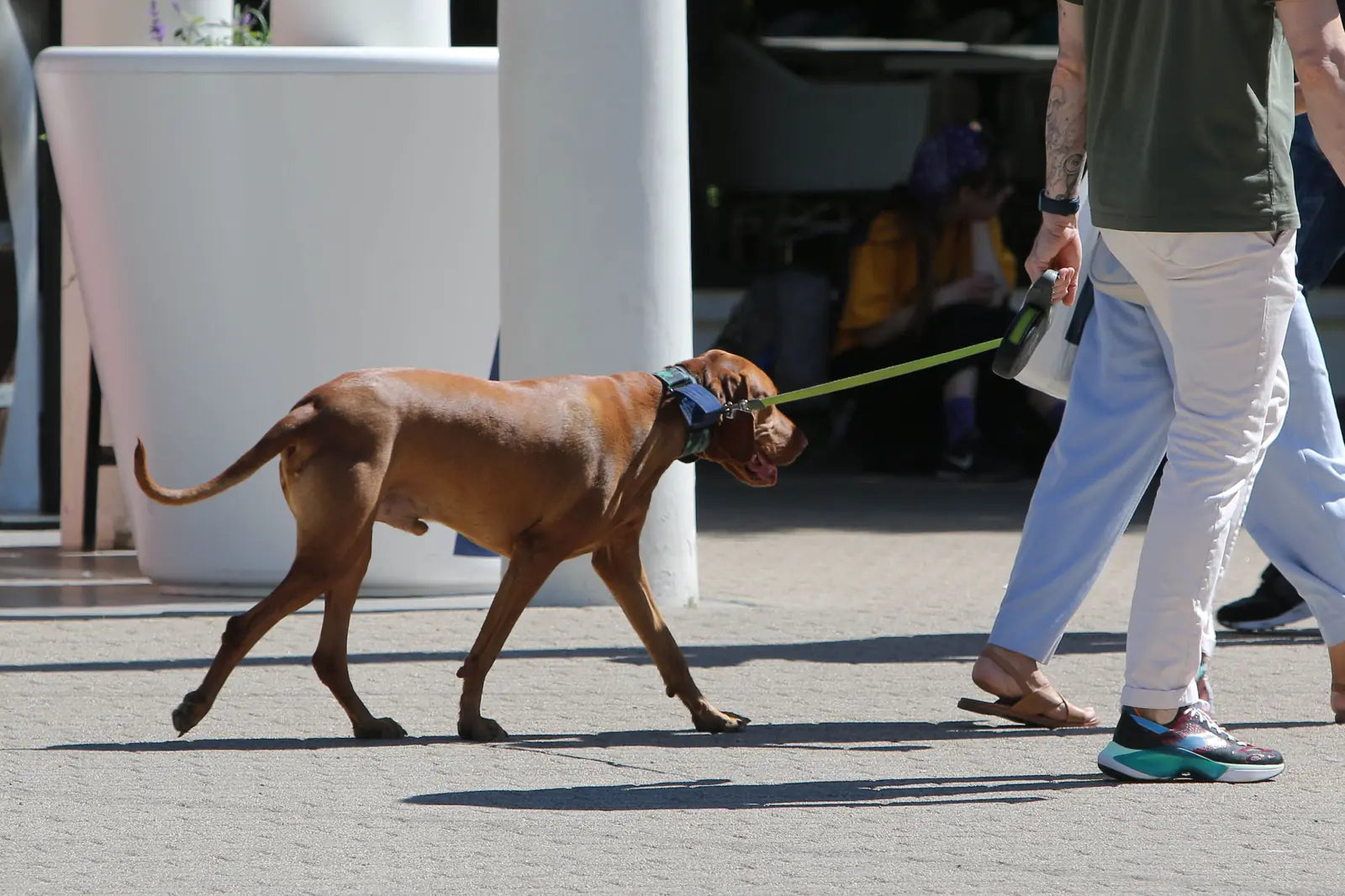 Laisse rétractable chien : pourquoi la déconseiller ?