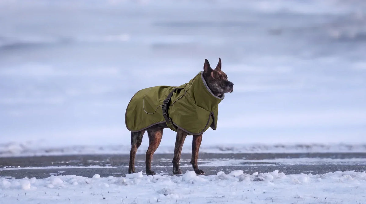 Pourquoi mettre un manteau à son chien ?