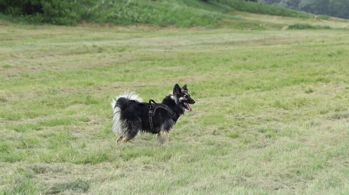 Quel est le meilleur harnais pour chien ? Image