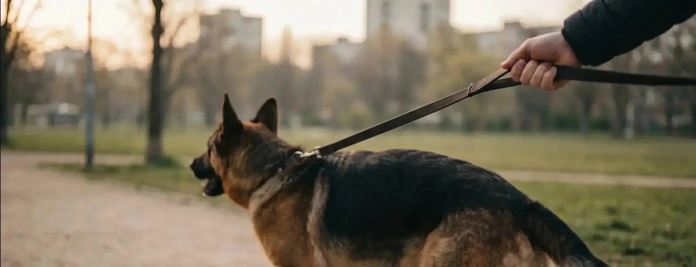Quel harnais idéal pour un chien qui tire beaucoup ? - KARN