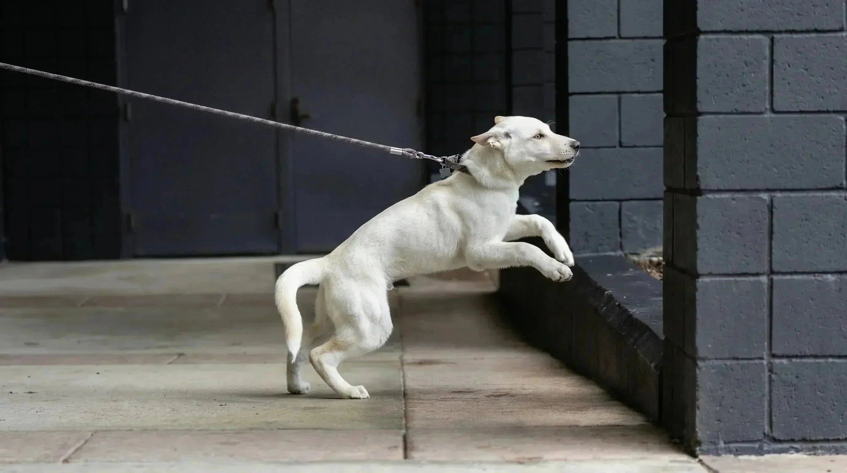 Quelle laisse choisir pour un chien qui tire fort ? - KARN