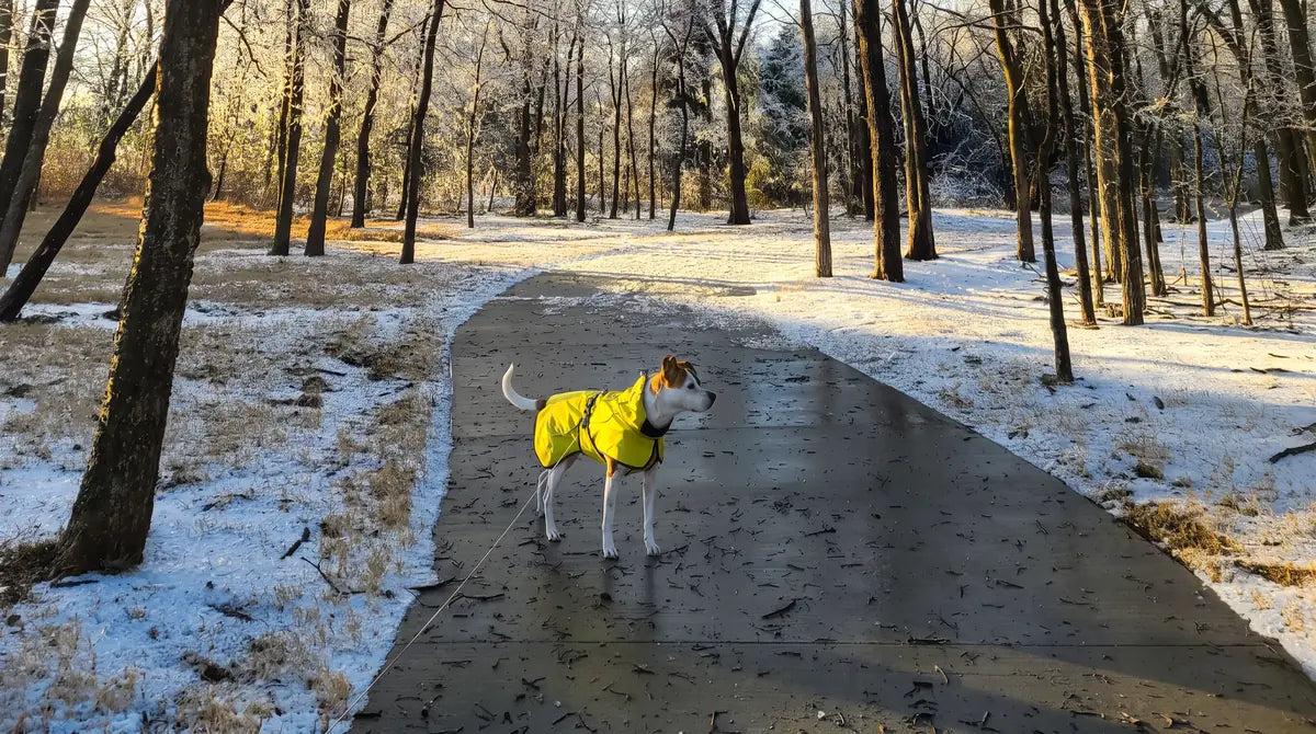 Le sel de déneigement est-il toxique pour les chiens ? Image