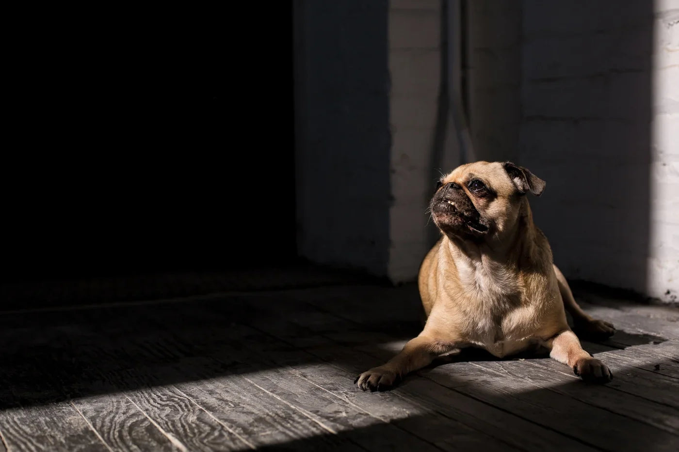 Tapis rafraîchissant pour chien : sans danger ou mauvaise idée ?