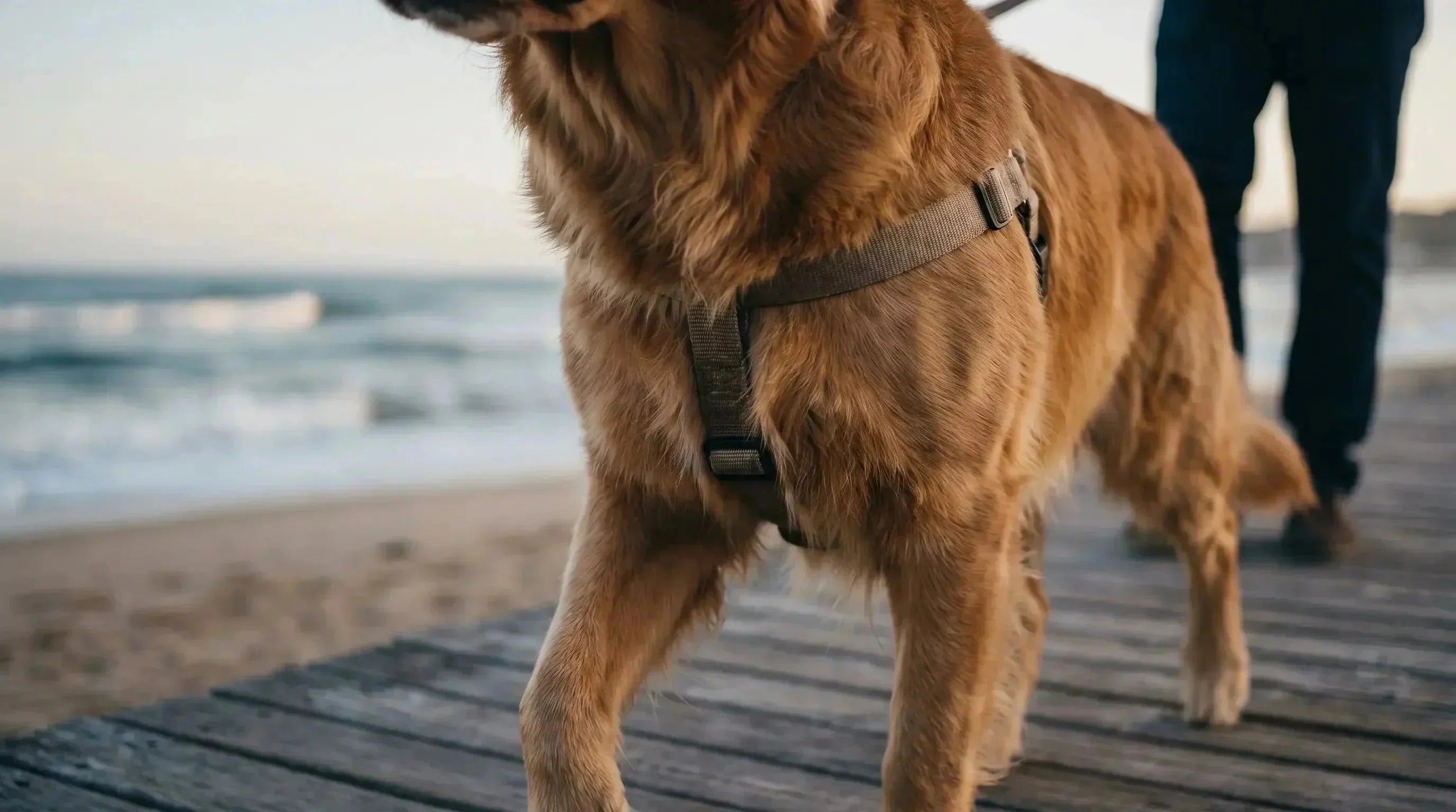 Un harnais peut-il blesser l'épaule d'un chien ? - KARN