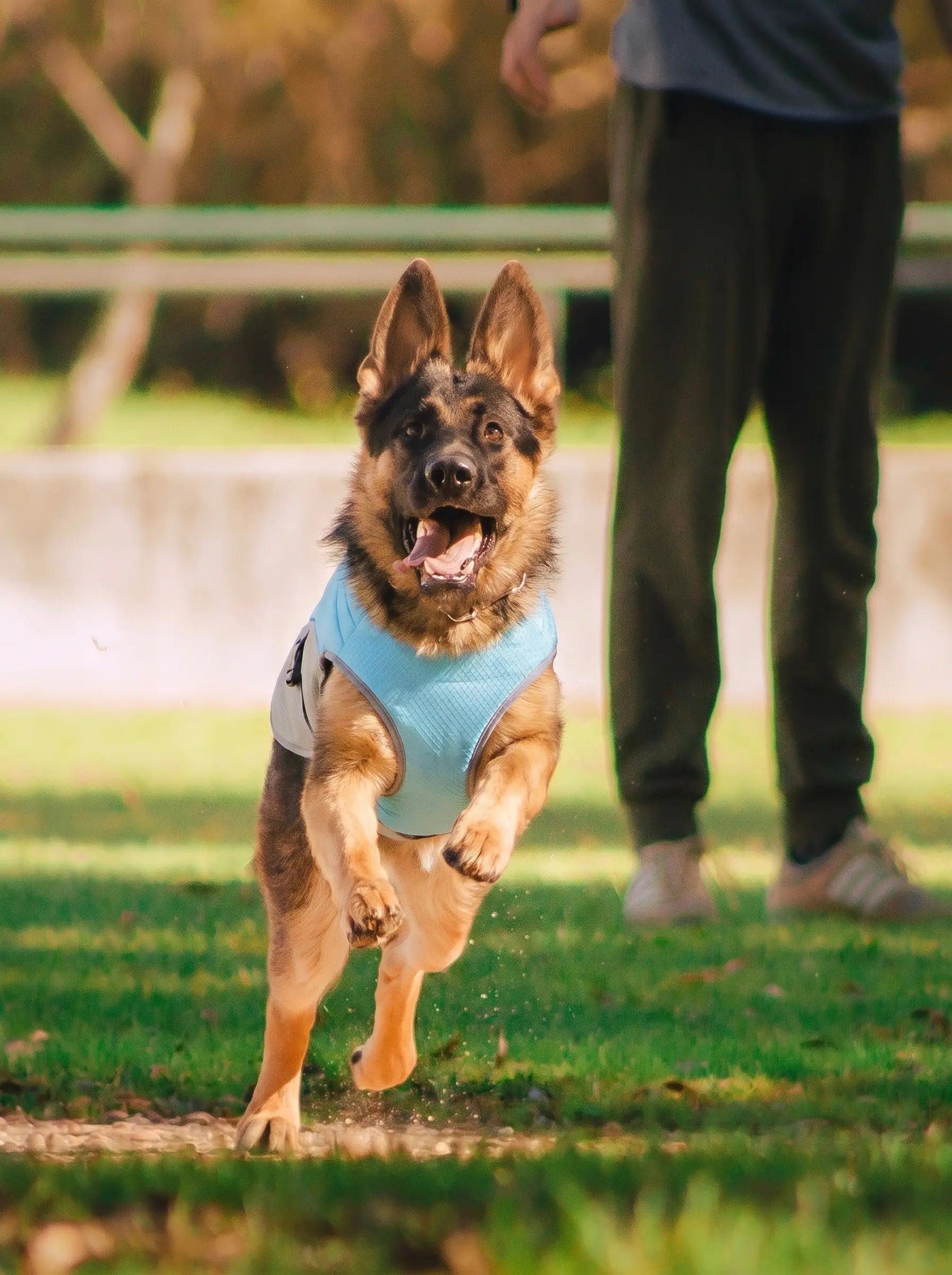 Gilet Rafraichissant Chien - KARN Image