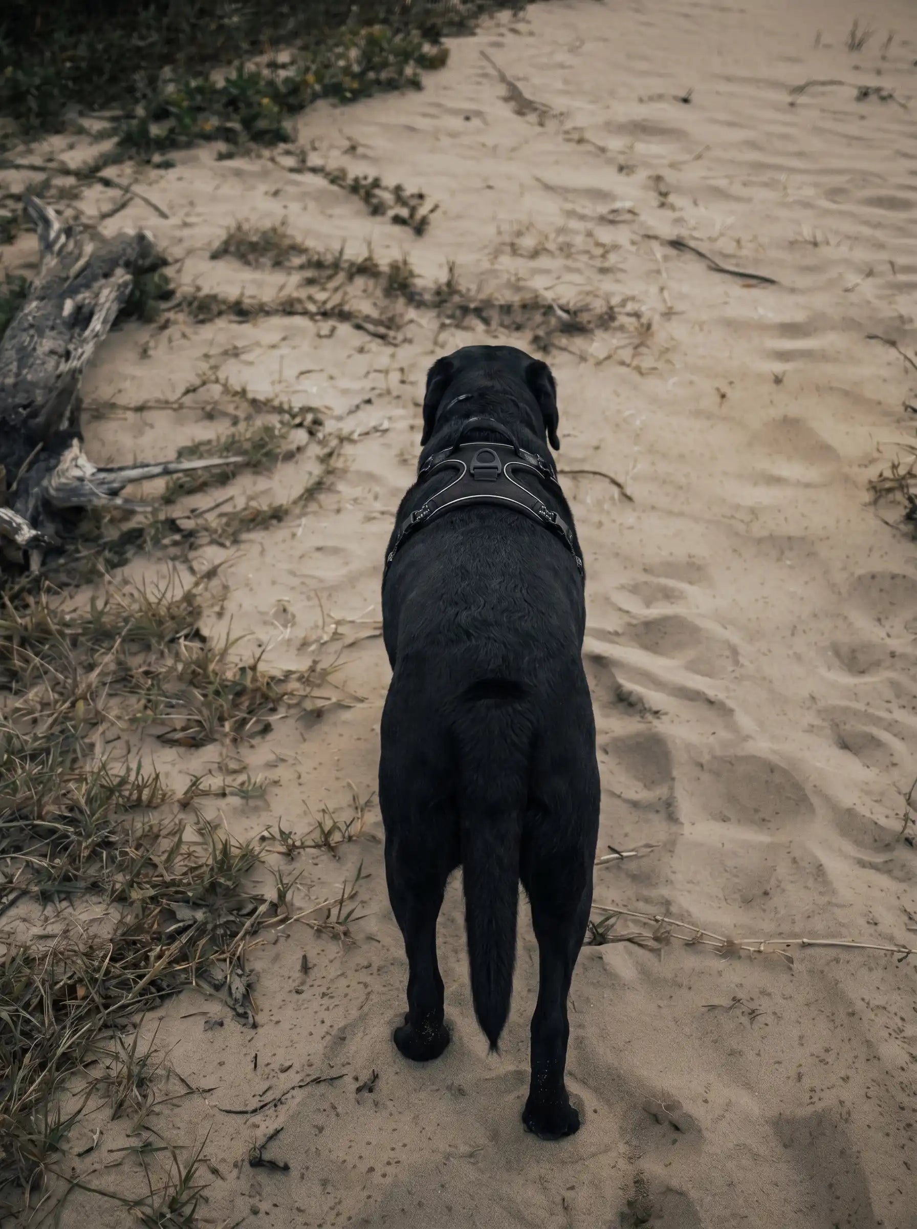 Harnais Anti-Traction Chien - KARN Image