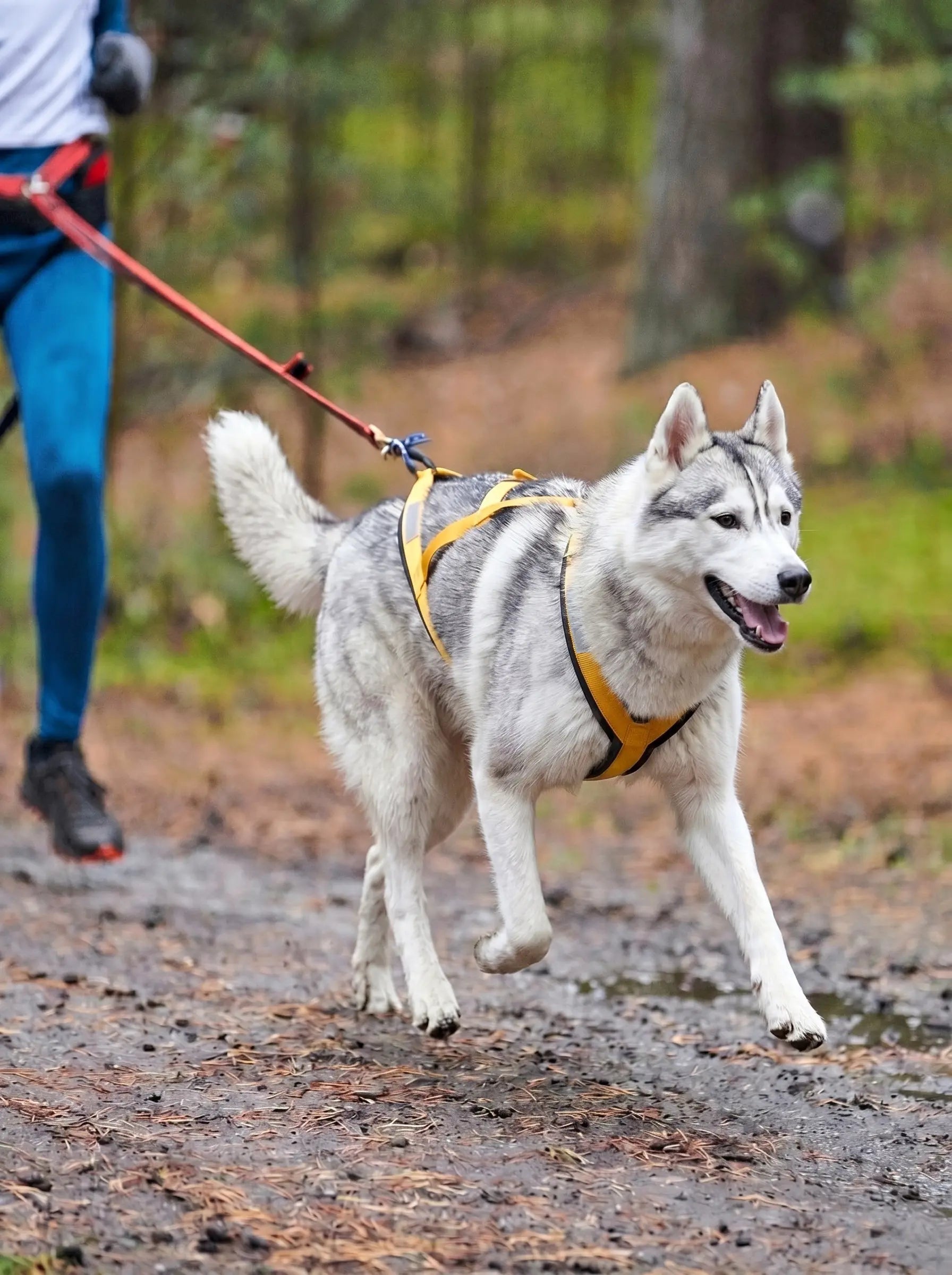 Harnais Chien Course - KARN Image