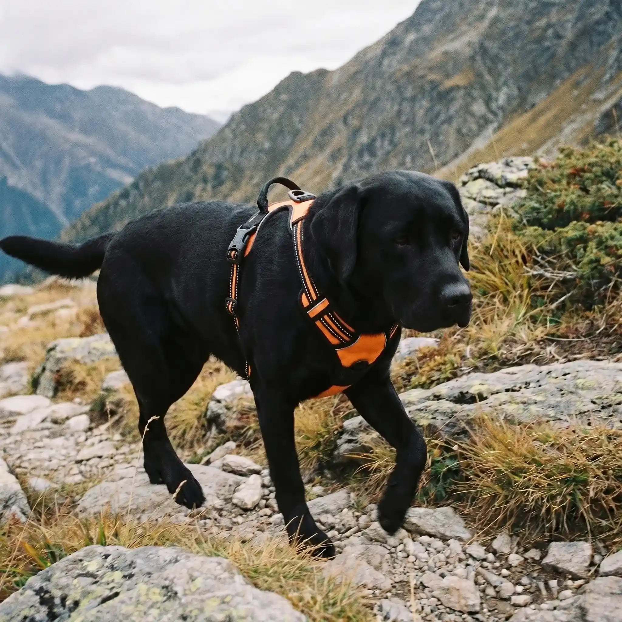 Harnais Gros Chien - KARN Image