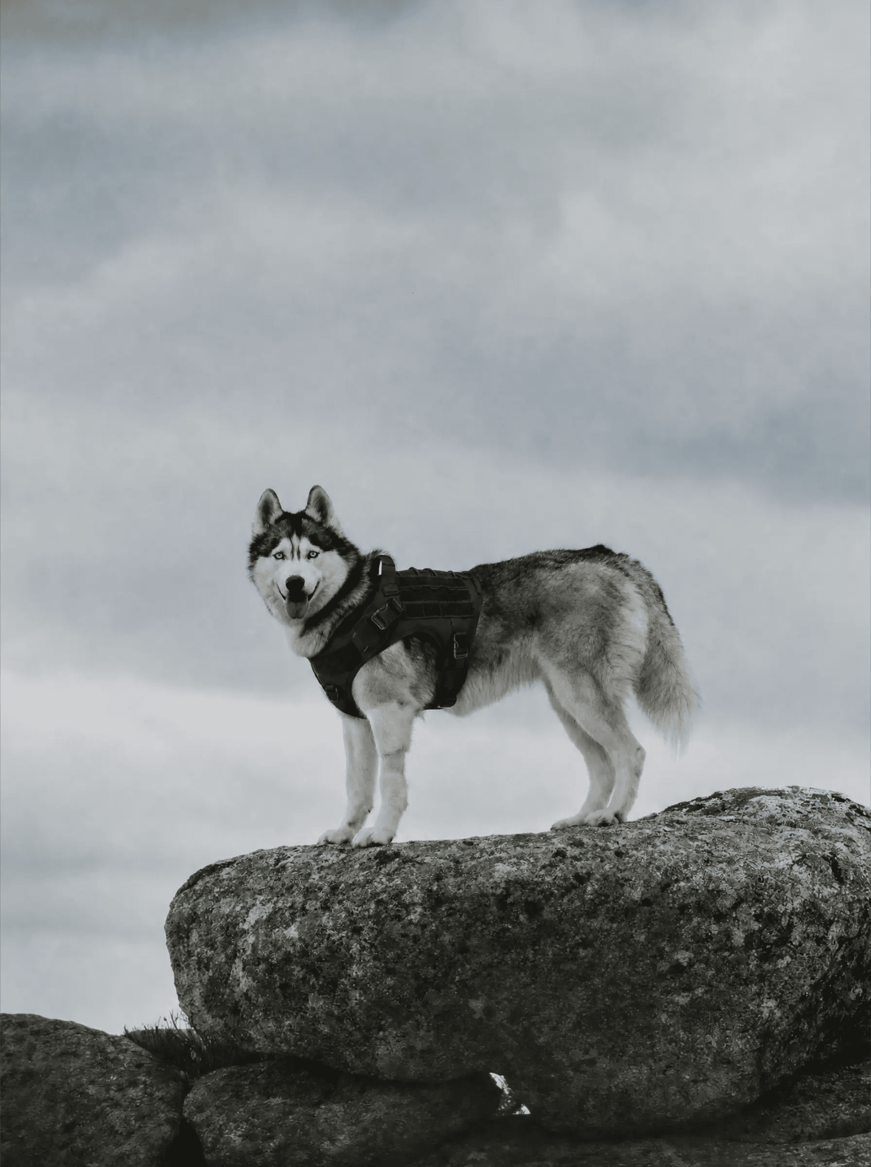 Harnais Tactique Chien - KARN Image