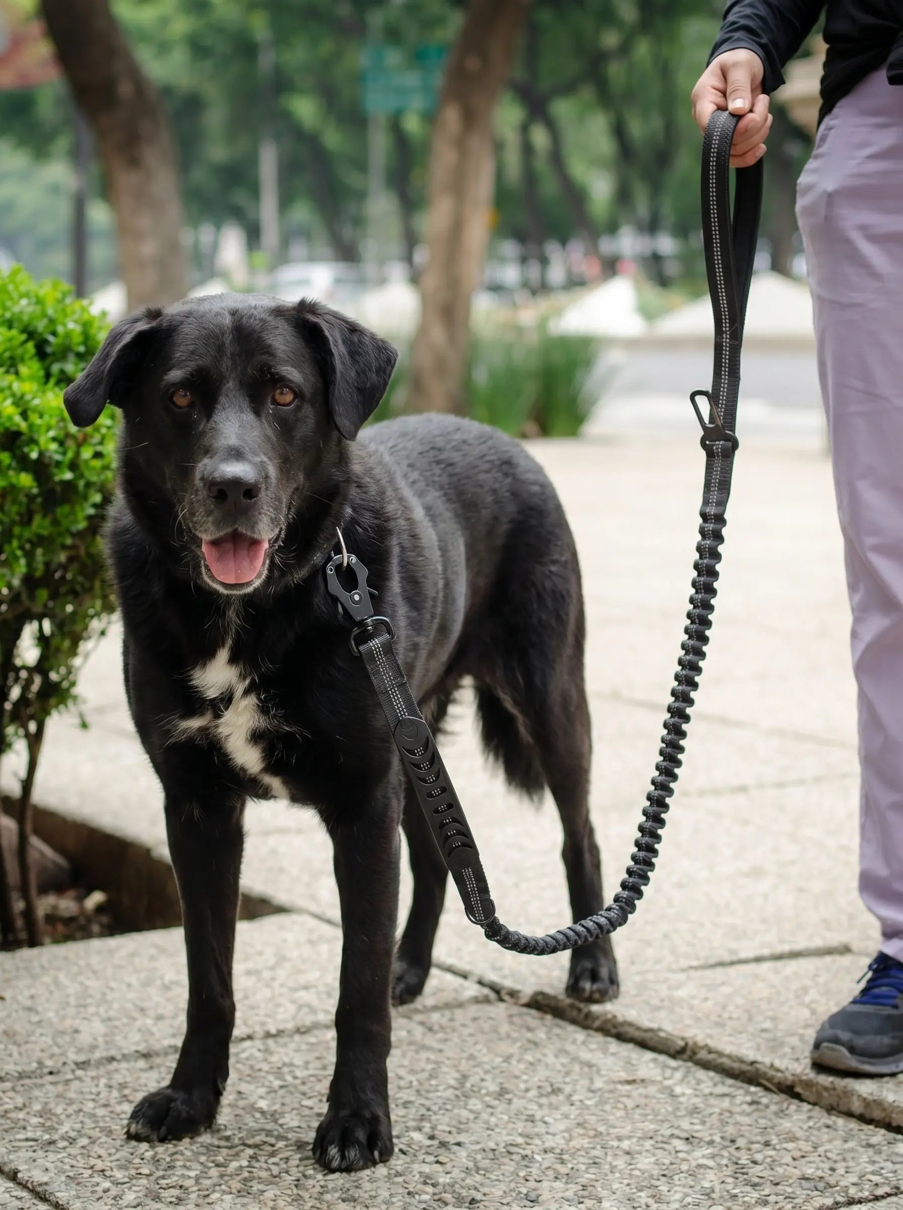 Laisse pour Chien - KARN Image