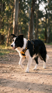 Harnais Anti-Traction Double Attache Chien qui Tire | KARN Force