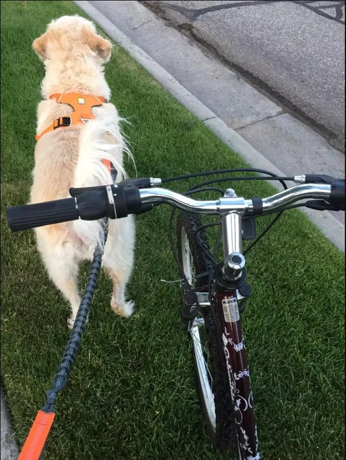 Chien avec harnais orange tirant en laisse canicross attachée à un vélo, sur pelouse