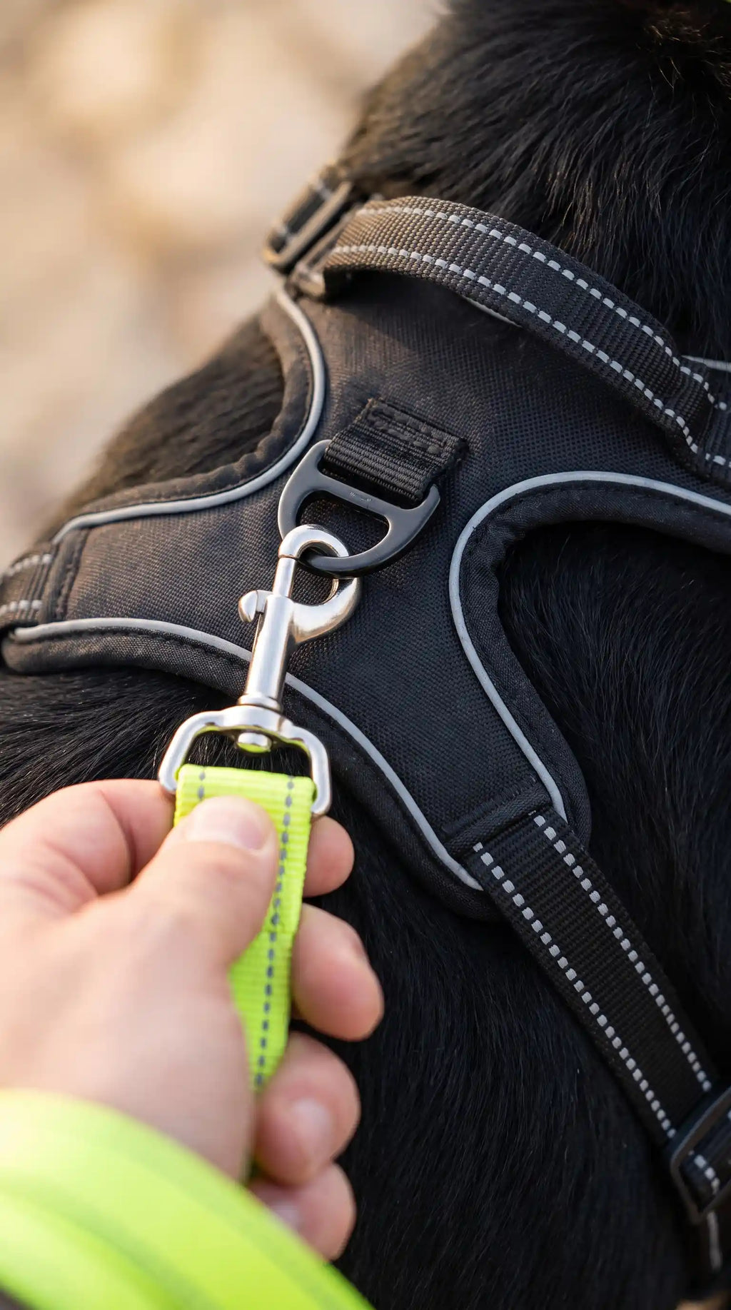 Adaptateur ceinture sécurité chien fixation harnais