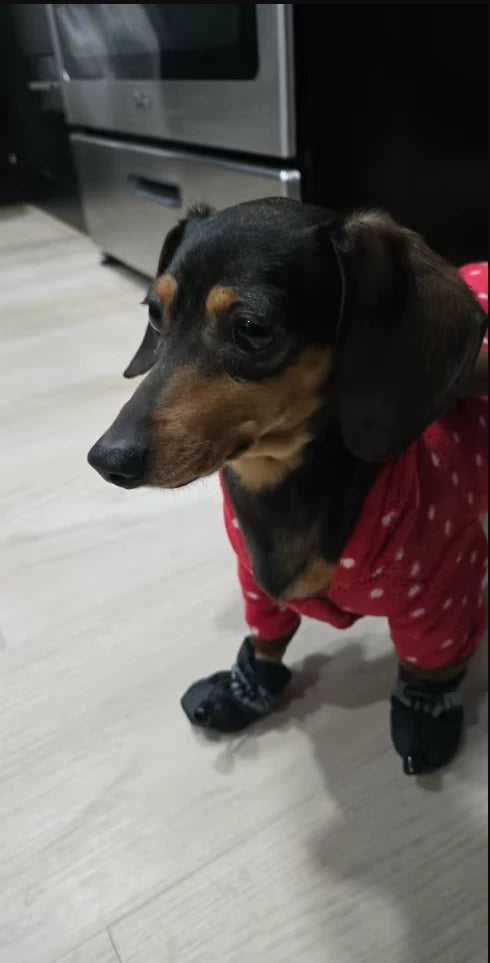 Teckel portant des chaussures chien hiver noires avec cordon de serrage, en pyjama à l'intérieur