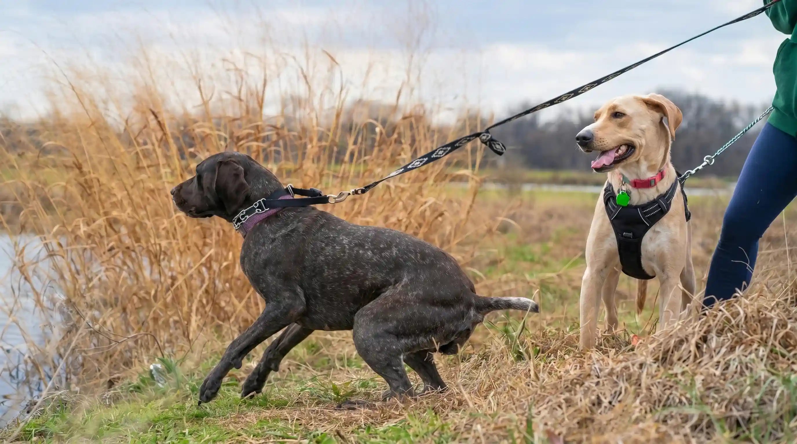 Deux chiens tirant sur leur laisse lors d'une promenade — la tension qui a donné naissance à KARN