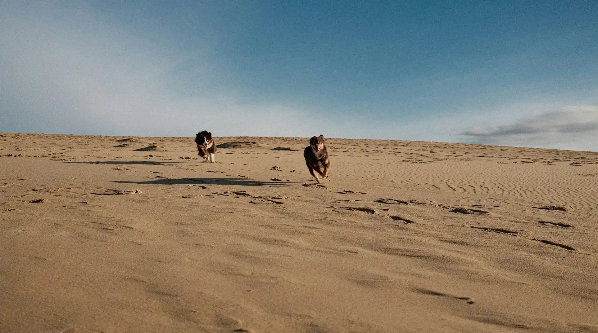 Deux chiens courant librement sur des dunes de sable — il n'a pas besoin d'être corrigé, il a besoin du bon équipement