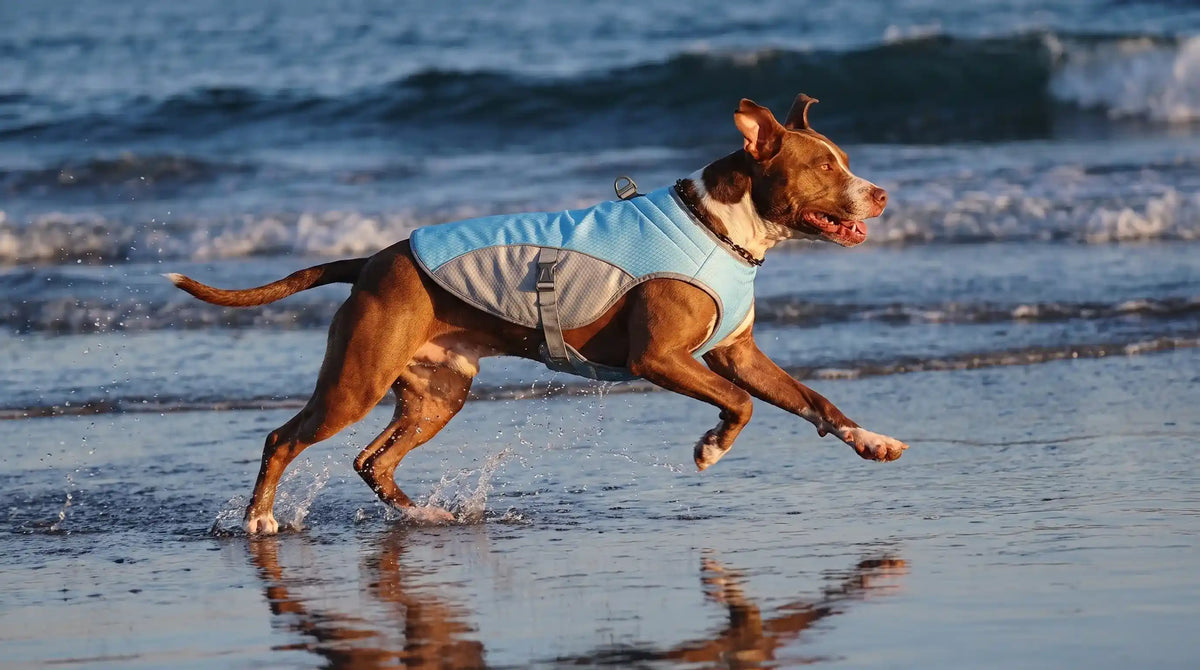 Gilet rafraîchissant chien sur American Staffordshire courant sur la plage par temps chaud