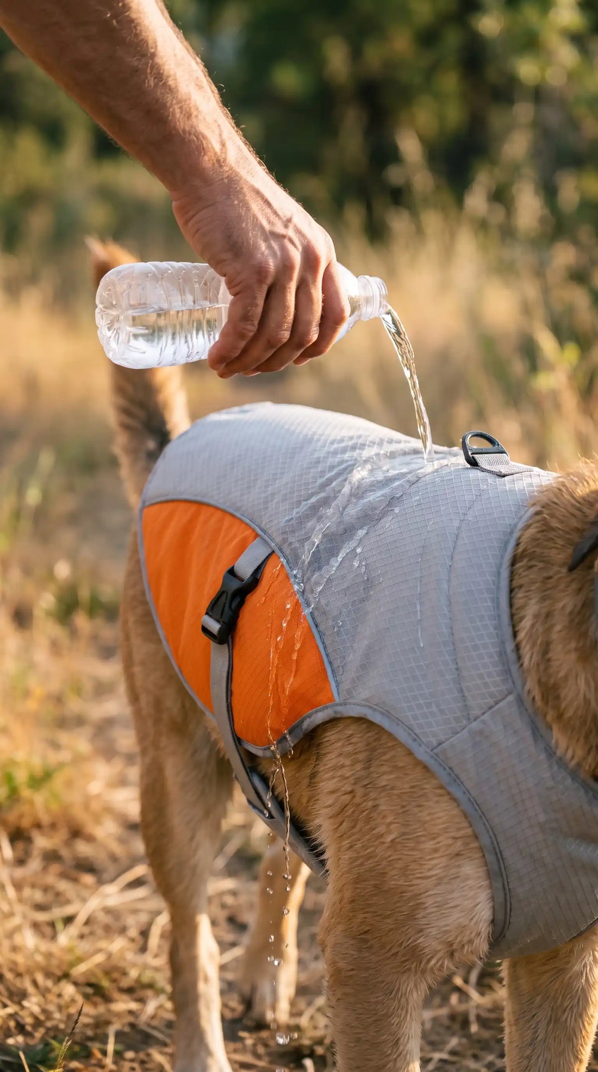 Gilet rafraîchissant chien par évaporation coloris orange
