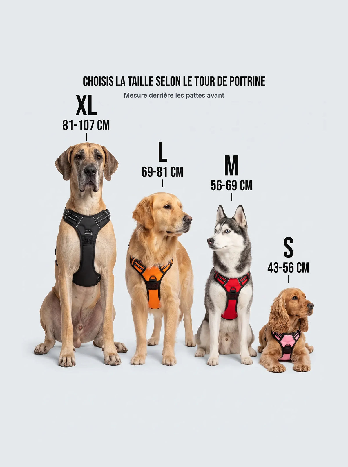 Dogue allemand en taille XL, golden retriever en L, husky en M et cocker en S portant le harnais anti-traction KARN Force noir, orange, rouge et rose, avec le tour de poitrine de chaque taille