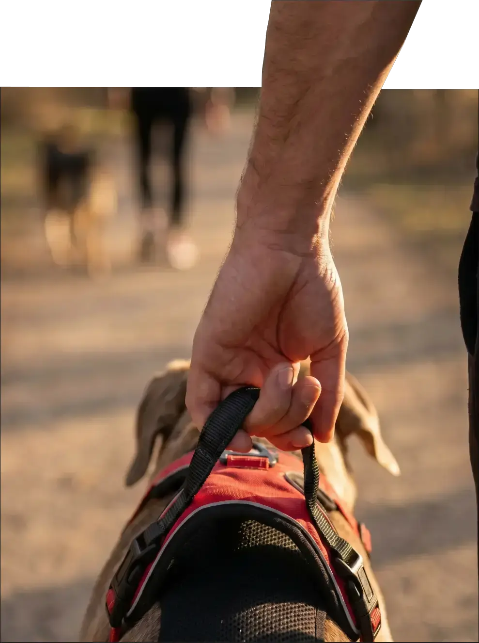 Harnais anti-traction chien double attache KARN Force en balade Image