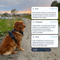 Harnais anti-traction chien noir porté sur un chemin de campagne au coucher du soleil, avis clients 4,9/5