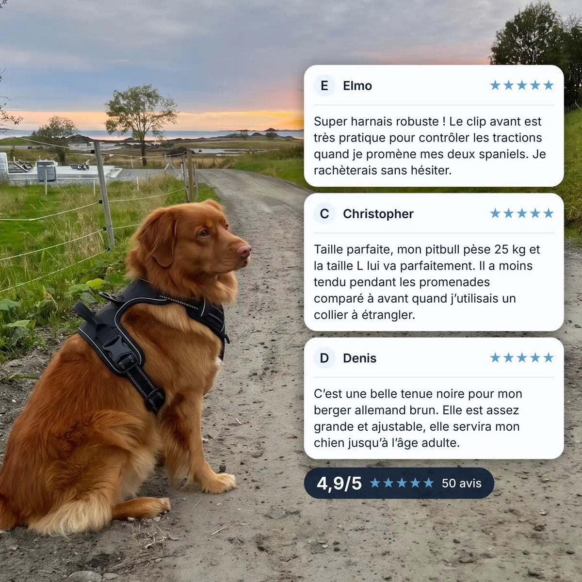 Harnais anti-traction chien noir porté sur un chemin de campagne au coucher du soleil, avis clients 4,9/5