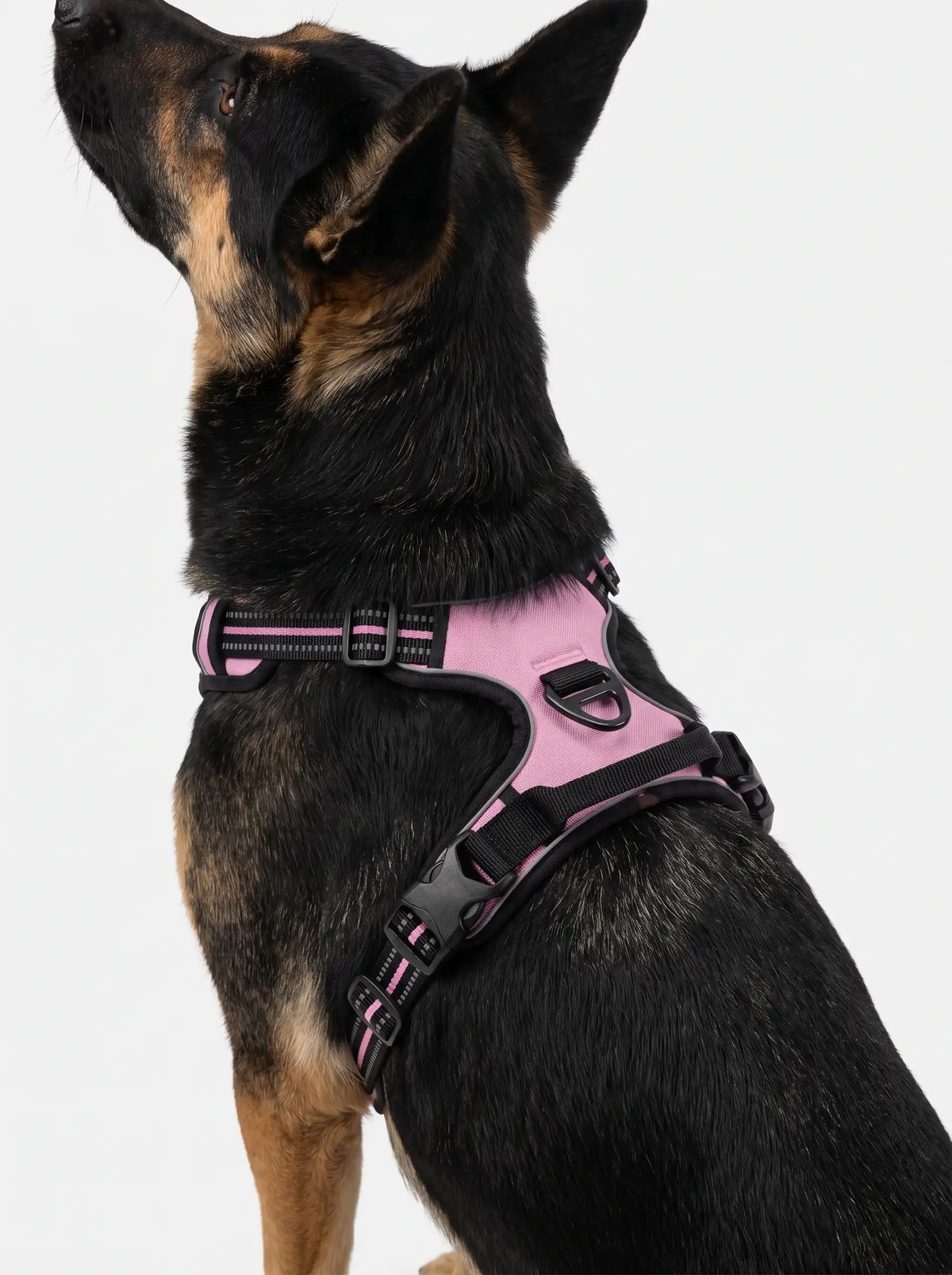 Harnais Anti-Traction Chien | KARN Force Rose