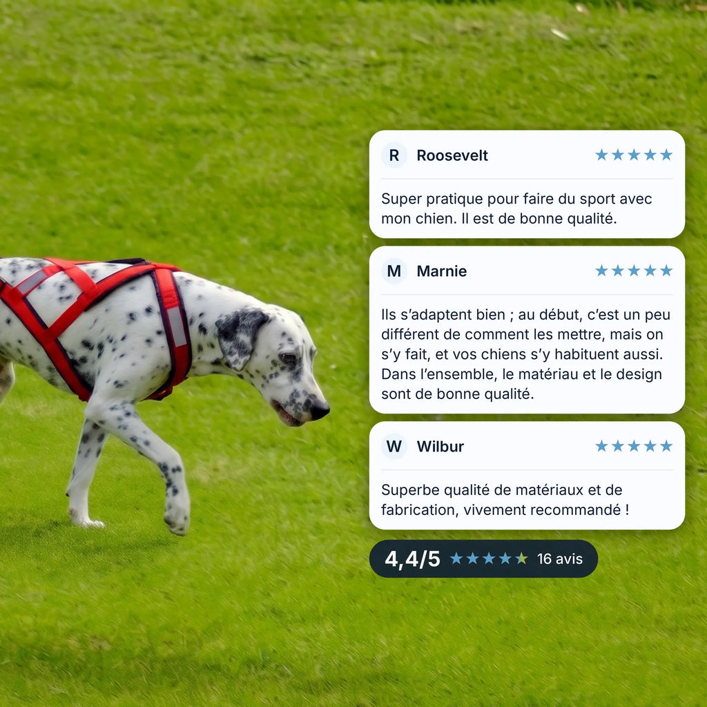 Harnais canicross chien rouge porté par un dalmatien qui marche sur une pelouse, avec trois avis clients et une note de 4,4/5
