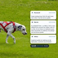 Harnais canicross chien rouge porté par un dalmatien qui marche sur une pelouse, avec trois avis clients et une note de 4,4/5