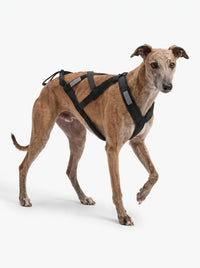 Harnais Canicross Chien | KARN Canicross