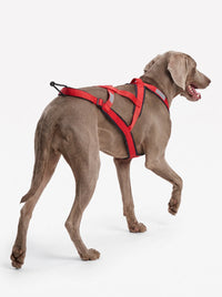 Harnais Canicross Chien | KARN Canicross