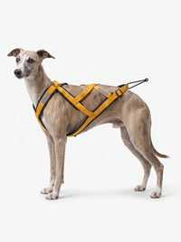 Harnais Canicross Chien | KARN Canicross