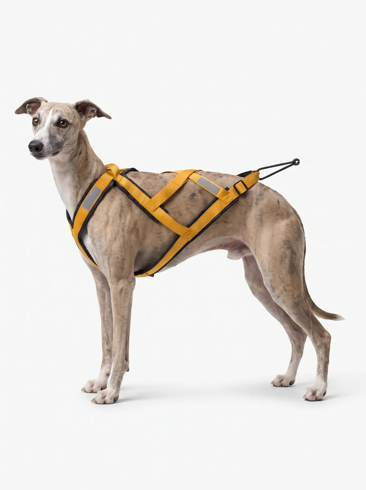 Harnais Canicross Chien | KARN Canicross