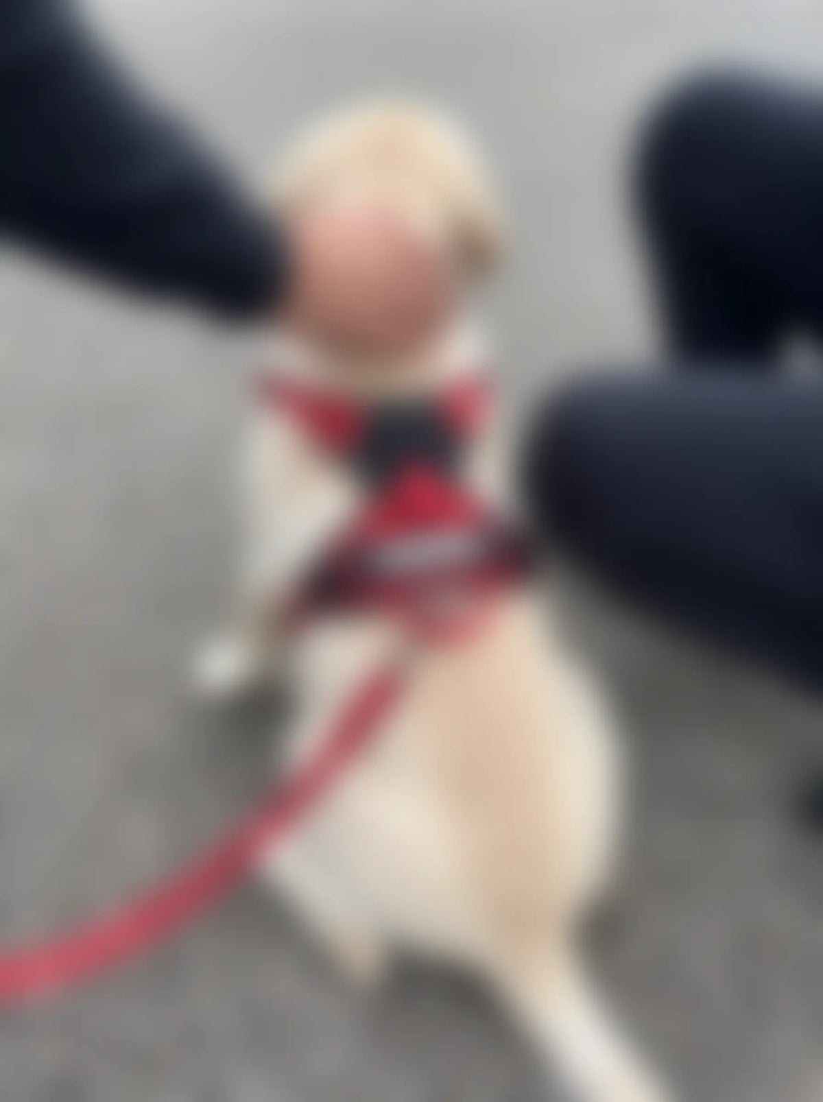 collection de harnais personnalisé pour les chiens